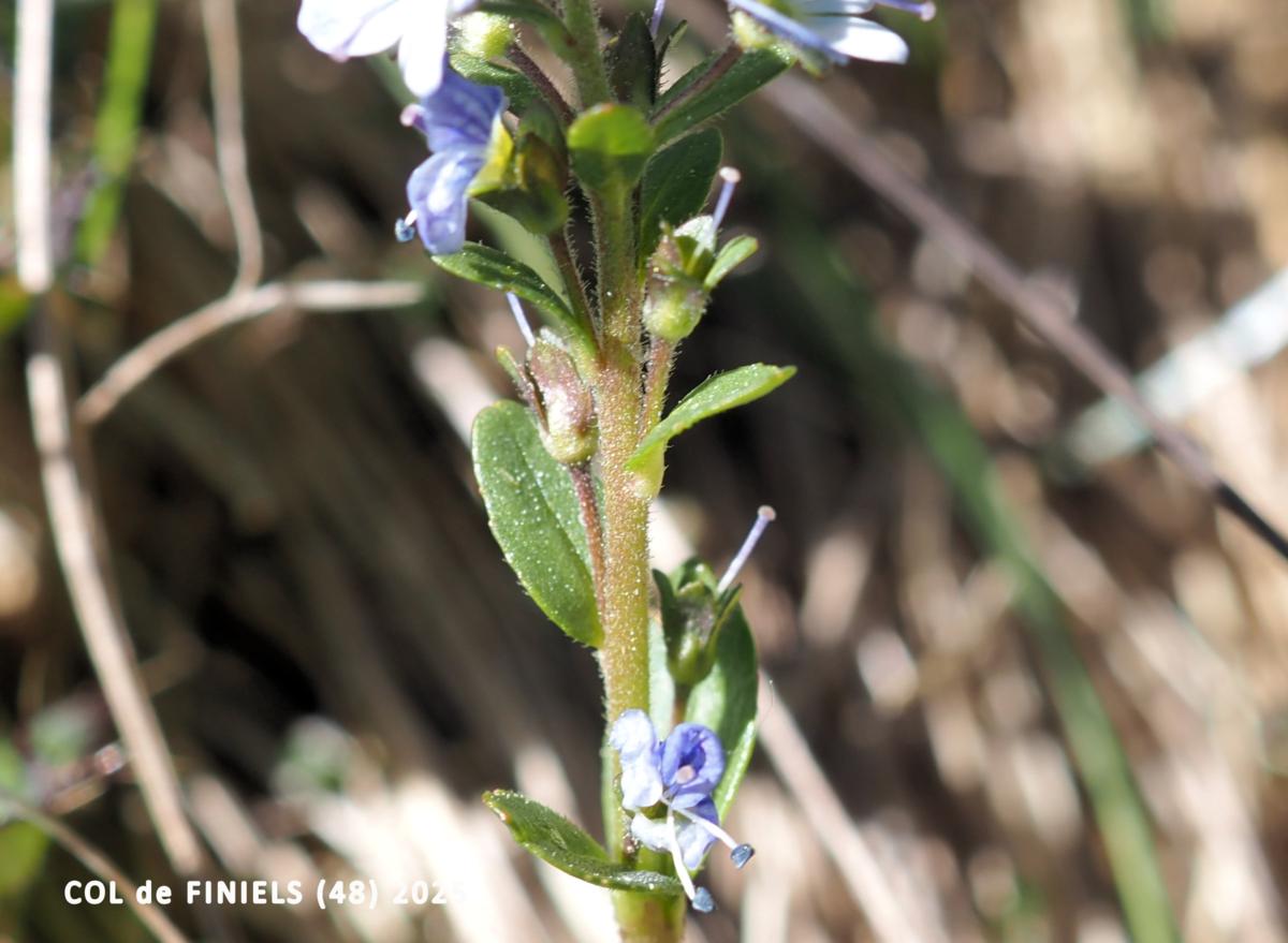 Speedwell, Bright blue leaf